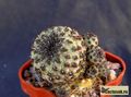 SULCOREBUTIA rauschii WR 289 'green'